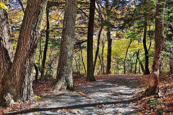 Looney, Hollice 아티스트의 USA-Virginia-Shenandoah National Park-fall color in the park작품입니다.